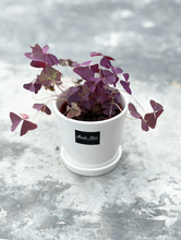 Load image into Gallery viewer, Plants To You (Oxalis Triangularis )