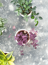 Load image into Gallery viewer, Plants To You (Oxalis Triangularis )