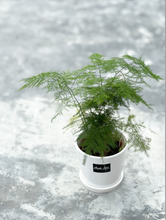 Load image into Gallery viewer, Plants To You ( Asparagus Fern )
