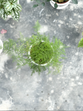 Load image into Gallery viewer, Plants To You ( Asparagus Fern )