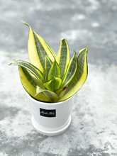 Load image into Gallery viewer, Plants To You ( Golden Hahnii)