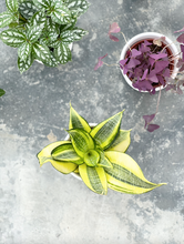 Load image into Gallery viewer, Plants To You ( Golden Hahnii)