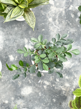 Load image into Gallery viewer, Plants To You (Muraya)