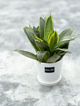 Load image into Gallery viewer, Plants To You (Silver Hahnii)