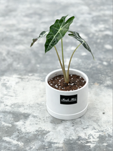 Load image into Gallery viewer, Plants To You ( Amazonica Polly)