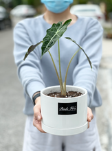 Load image into Gallery viewer, Plants To You ( Amazonica Polly)