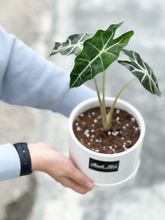 Load image into Gallery viewer, Plants To You ( Amazonica Polly)