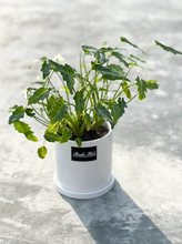 Load image into Gallery viewer, Plants To You ( Philodendron Xanadu)