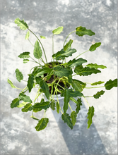Load image into Gallery viewer, Plants To You ( Philodendron Xanadu)