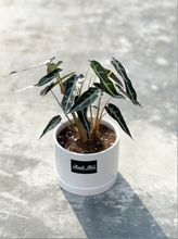 Load image into Gallery viewer, Plants To You ( Amazonica Bambino)