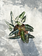 Load image into Gallery viewer, Plants To You ( Amazonica Bambino)