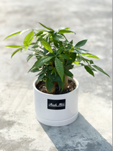 Load image into Gallery viewer, Plants To You ( Pachira Money Tree)