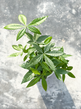 Load image into Gallery viewer, Plants To You ( Pachira Money Tree)