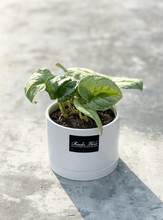 Load image into Gallery viewer, Plants To You ( Scindapsus Exotica)