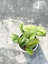 Load image into Gallery viewer, Plants To You ( Scindapsus Exotica)