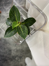 Load image into Gallery viewer, Plants To You ( Philodendron Birkin)