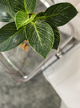 Load image into Gallery viewer, Plants To You ( Philodendron Birkin)
