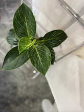 Load image into Gallery viewer, Plants To You ( Philodendron Birkin)