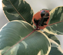Load image into Gallery viewer, Plants To You (Ficus Elastica Ruby)