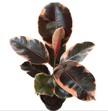Load image into Gallery viewer, Plants To You (Ficus Elastica Ruby)