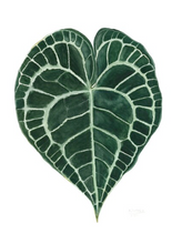 Load image into Gallery viewer, Premium Plants To You (Anthurium Clarinervium)(Limited Series)