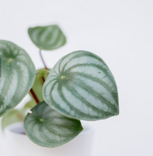 Load image into Gallery viewer, Plants To You (Peperomia Watermelon)