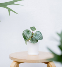 Load image into Gallery viewer, Plants To You (Peperomia Watermelon)
