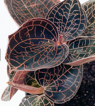 Load image into Gallery viewer, Plants To You ( Jewel Orchids)
