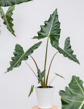 Load image into Gallery viewer, Premium Plants To You (Alocasia Sarian )(Limited Edition)