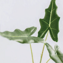 Load image into Gallery viewer, Premium Plants To You (Alocasia Sarian )(Limited Edition)
