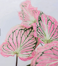 Load image into Gallery viewer, Plants To You (Caladium Thai Beauty)