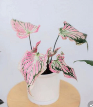 Load image into Gallery viewer, Plants To You (Caladium Thai Beauty)