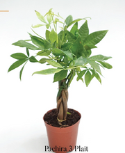 Load image into Gallery viewer, Plants To You ( Pachira Money Tree)( PACHIRA 3 Plait) (发财树)