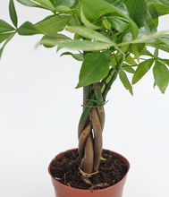 Load image into Gallery viewer, Plants To You ( Pachira Money Tree)( PACHIRA 3 Plait) (发财树)