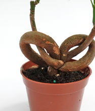 Load image into Gallery viewer, Plants To You ( Pachira Money Tree)(QQ PACHIRA) (发财树)