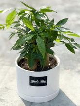 Load image into Gallery viewer, Plants To You ( Pachira Money Tree)( PACHIRA 3 Plait) (发财树)