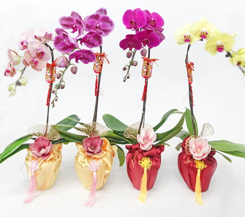 CNY 2024 Phalaenopsis Orchid