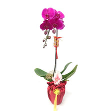 Load image into Gallery viewer, CNY 2024 Phalaenopsis Orchid
