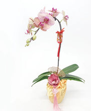 Load image into Gallery viewer, CNY 2024 Phalaenopsis Orchid
