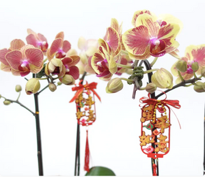 CNY 2024 Mini Phalaenopsis Orchid