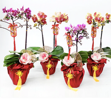 Load image into Gallery viewer, CNY 2024 Mini Phalaenopsis Orchid
