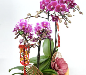 CNY 2024 Mini Phalaenopsis Orchid