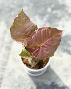 Plants To You (Pink Syngonium)