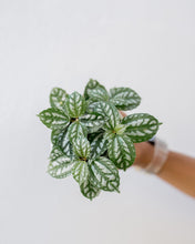 Load image into Gallery viewer, Plants To You (Pilea Cadierei)
