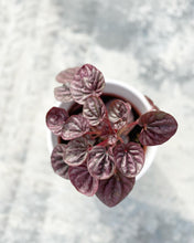 Load image into Gallery viewer, Plants To You (Peperomia Caperata &#39;Luna Red / Burgundy
