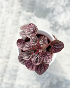 Plants To You (Peperomia Caperata 'Luna Red / Burgundy