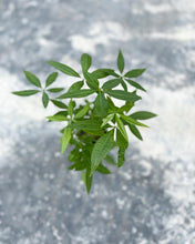 Load image into Gallery viewer, Plants To You ( Pachira Money Tree)( PACHIRA 3 Plait) (发财树）
