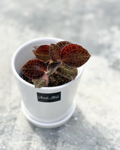 Load image into Gallery viewer, Plants To You ( Jewel Orchids)
