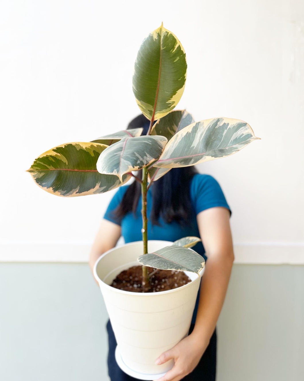 Plants To You (Ficus Elastica Ruby)