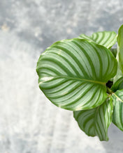 Load image into Gallery viewer, Plants To You (Calathea Orbifolia)
